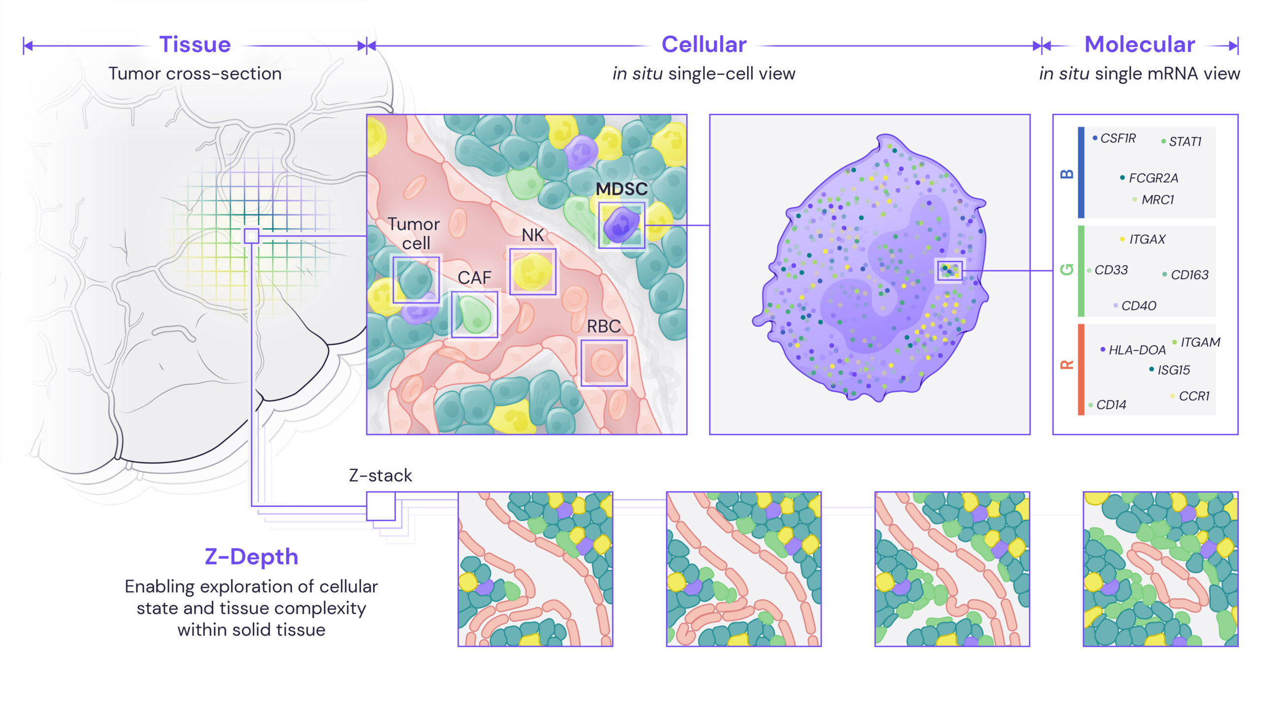 SpatialGenomics_Applications_Discover-Tissue-Cell-Molec