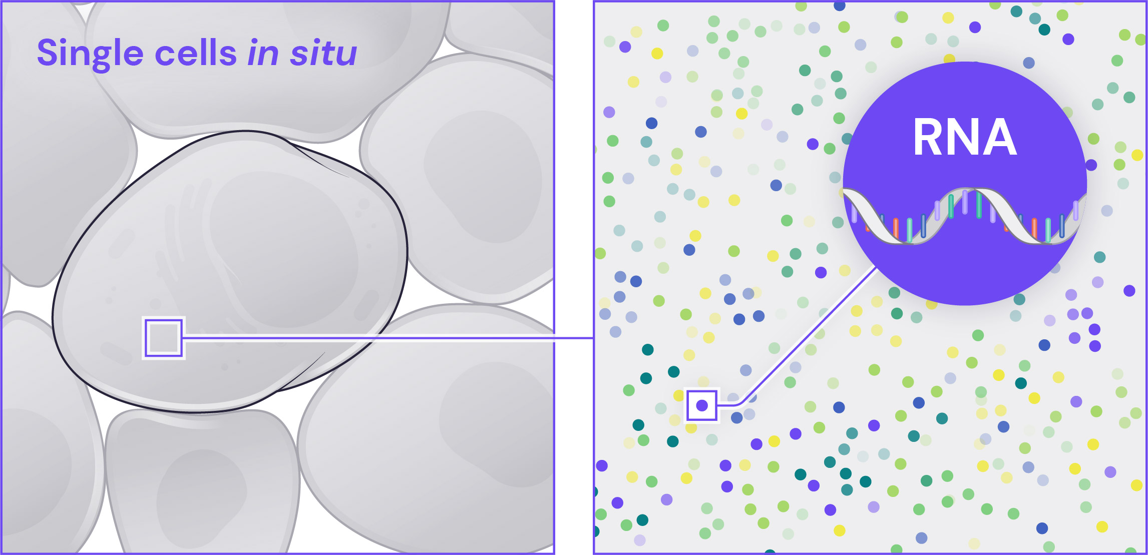 SpatialGenomics_Technology_Figure-1A_Detection