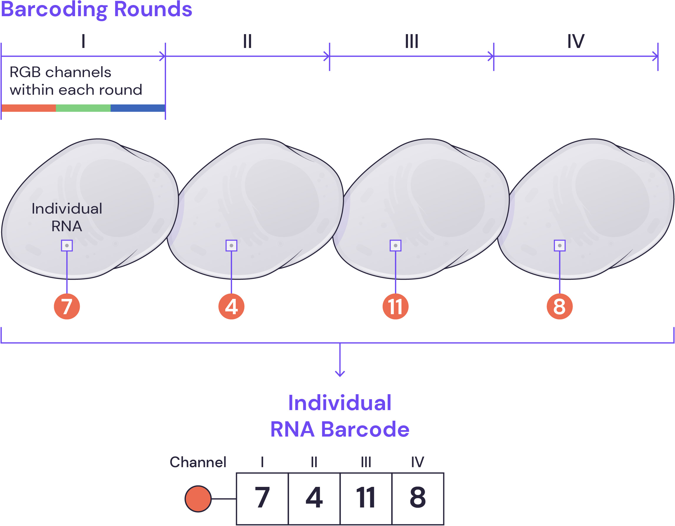 SpatialGenomics_Technology_Figure-1B_Barcoding