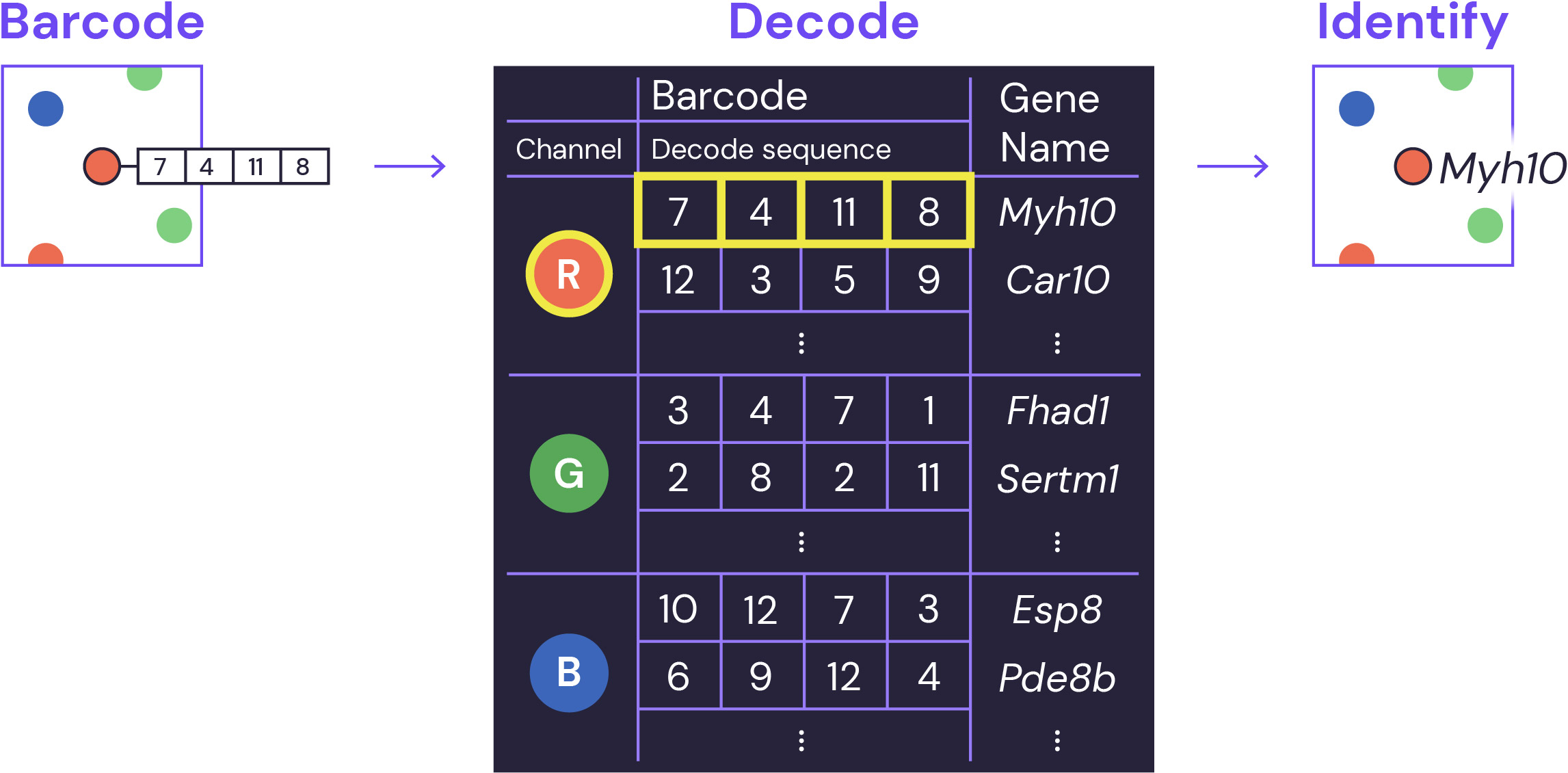 SpatialGenomics_Technology_Figure-1C_Decoding_0825